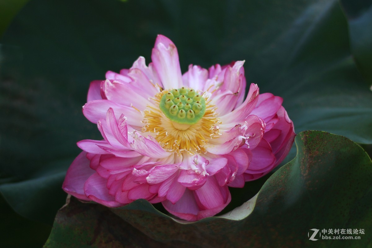 夏日荷花镜里香