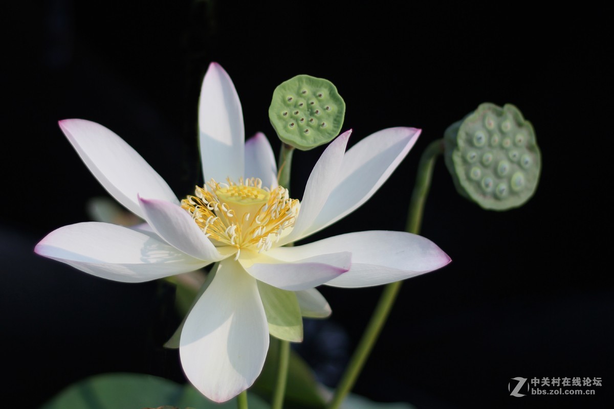 夏日荷花镜里香