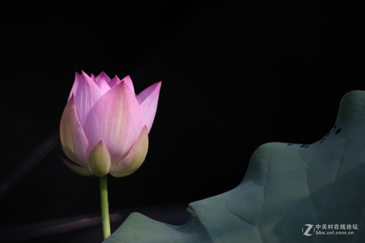 夏日荷花镜里香