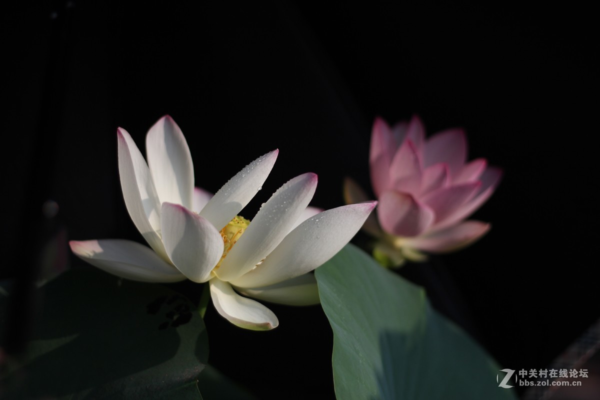 夏日荷花镜里香