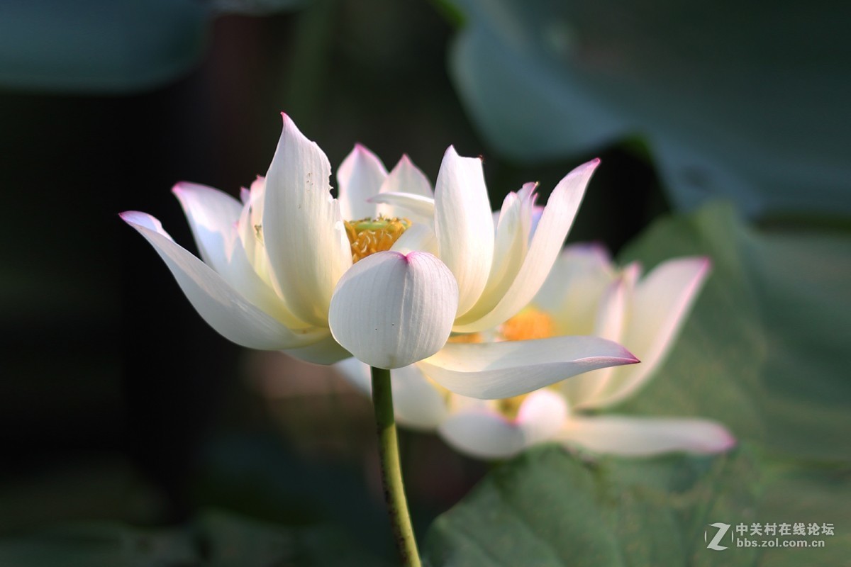 夏日荷花镜里香