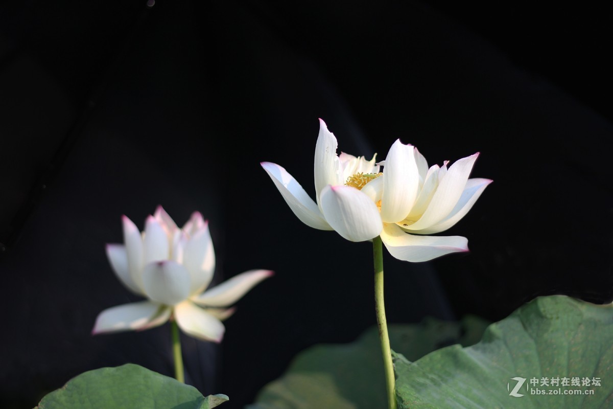 夏日荷花镜里香