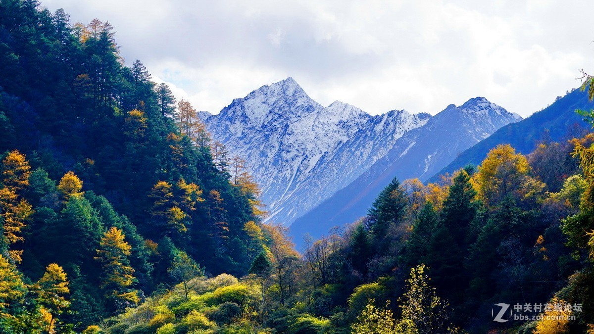 四川卧龙自然保护区彩林雪山