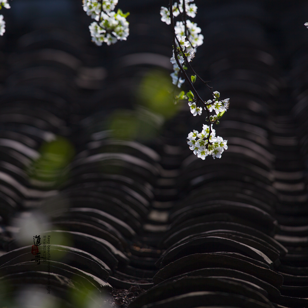 一树梨花压屋檐
