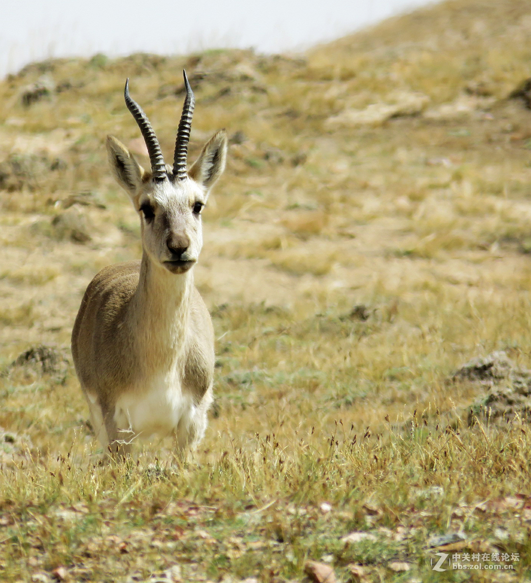去年在阿尔金山拍摄到的一组普氏原羚的图片。与大家分享一下！！