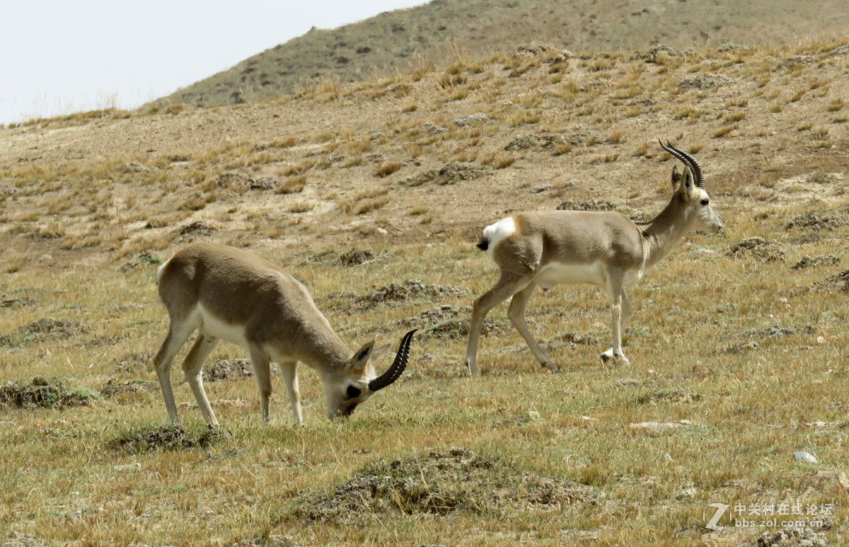去年在阿尔金山拍摄到的一组普氏原羚的图片。与大家分享一下！！