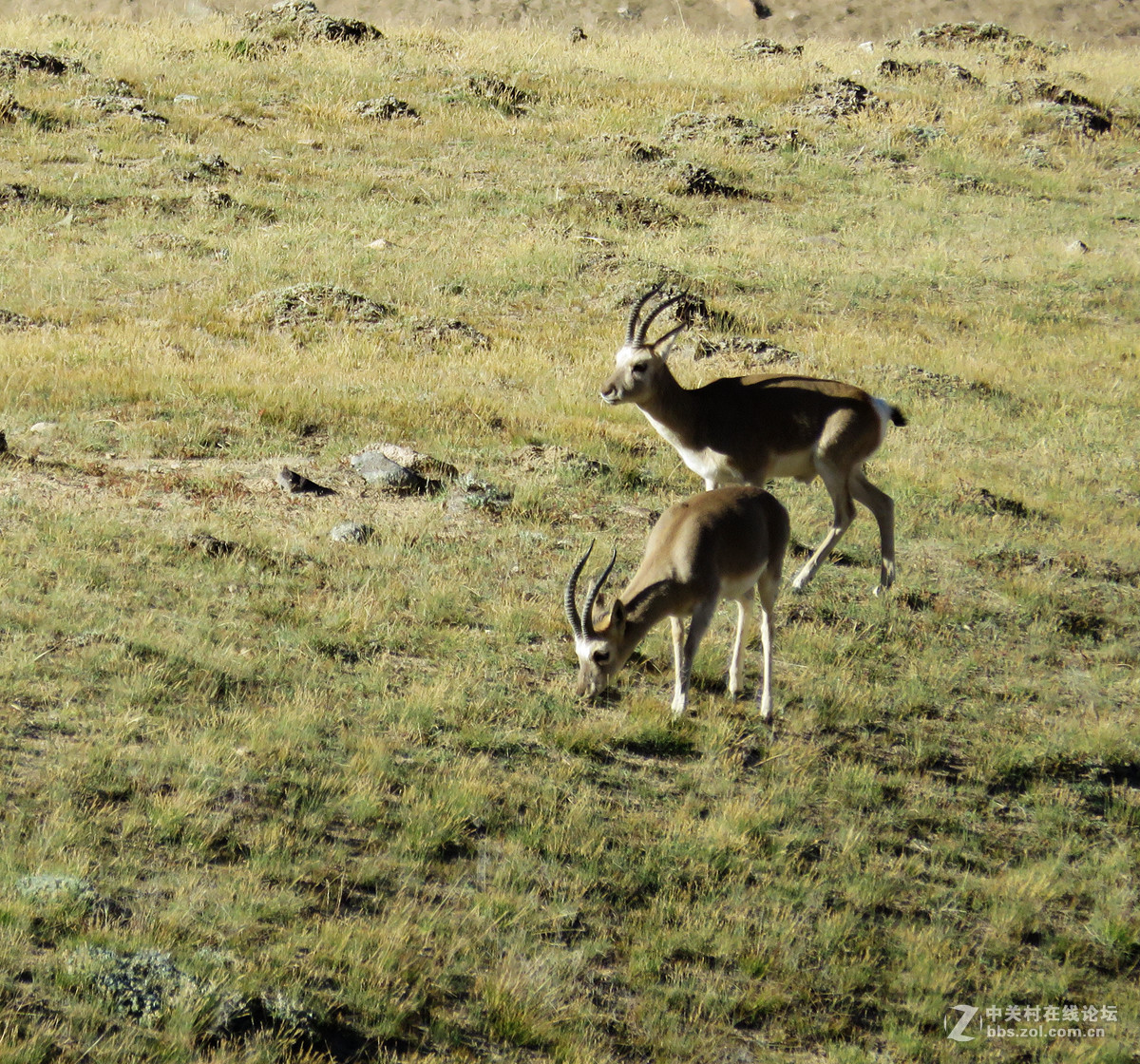去年在阿尔金山拍摄到的一组普氏原羚的图片。与大家分享一下！！