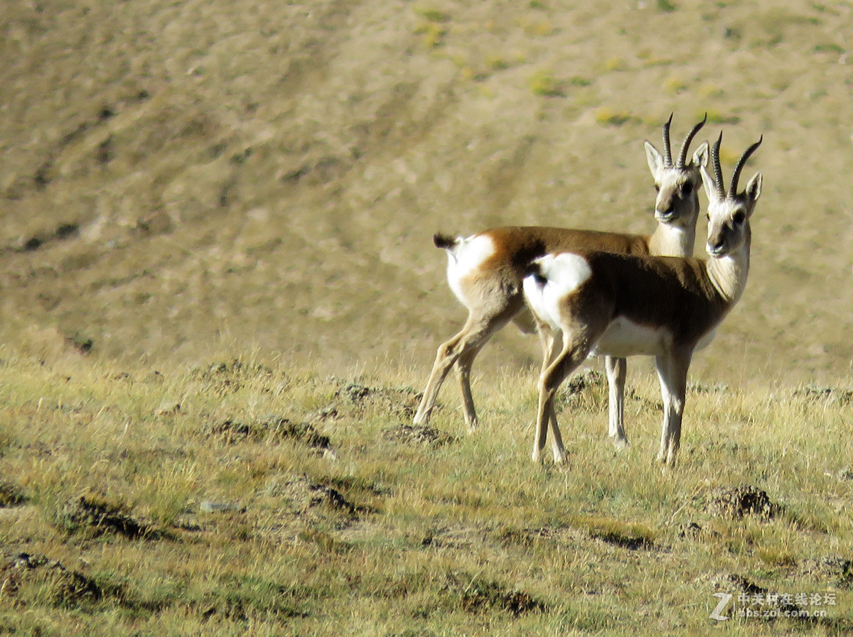 去年在阿尔金山拍摄到的一组普氏原羚的图片。与大家分享一下！！