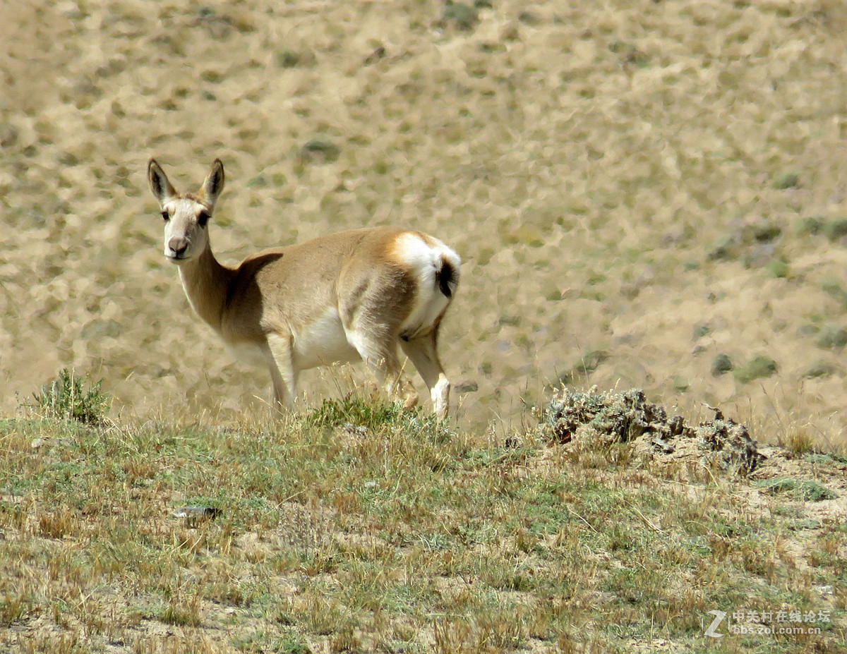 去年在阿尔金山拍摄到的一组普氏原羚的图片。与大家分享一下！！