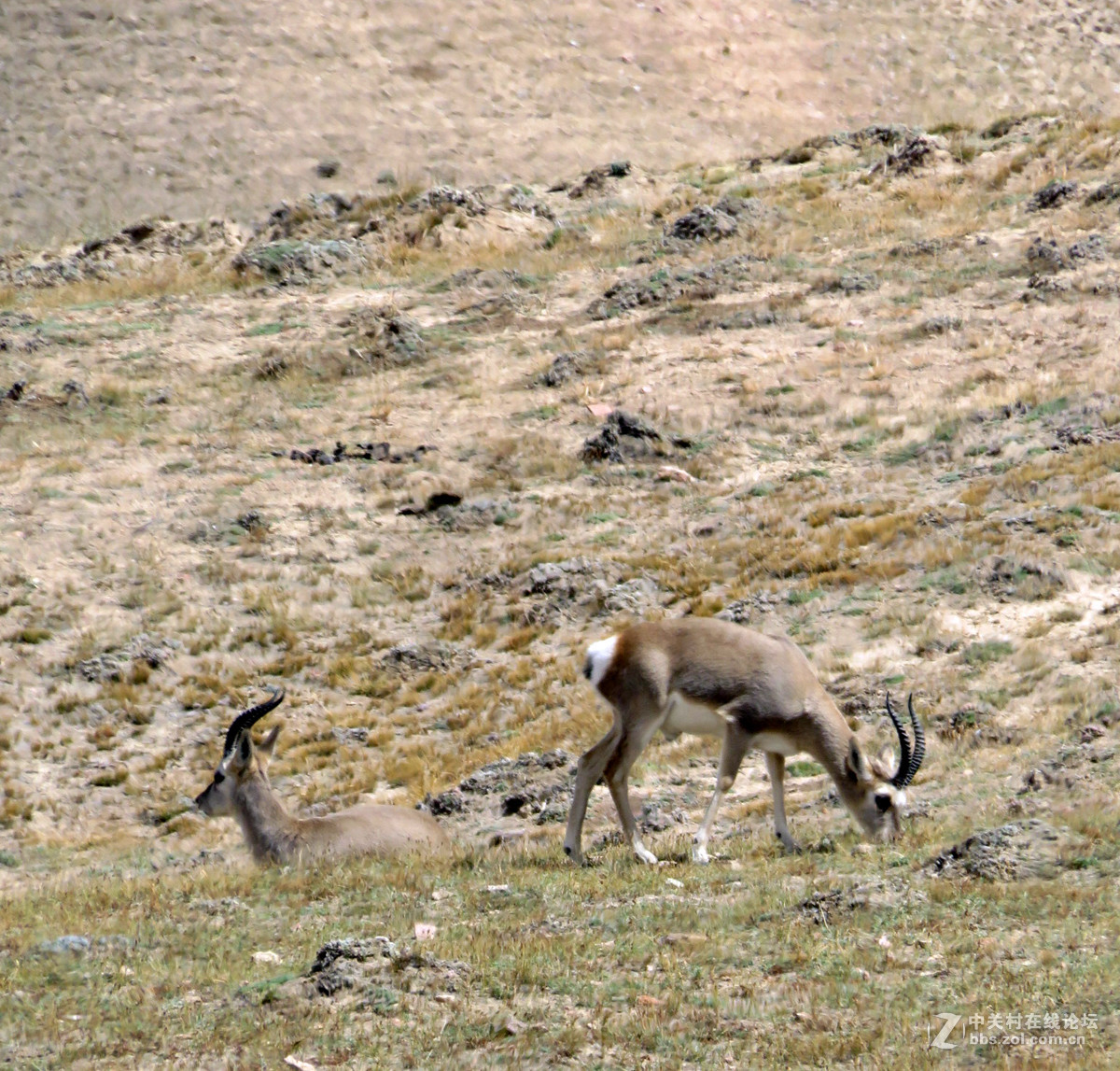 去年在阿尔金山拍摄到的一组普氏原羚的图片。与大家分享一下！！