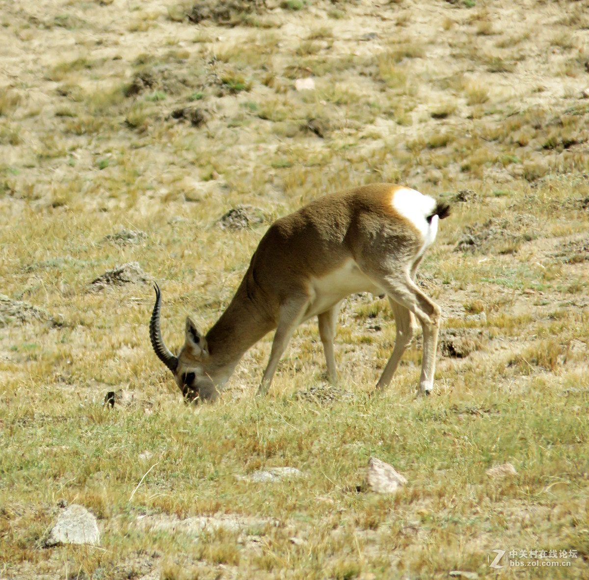 去年在阿尔金山拍摄到的一组普氏原羚的图片。与大家分享一下！！