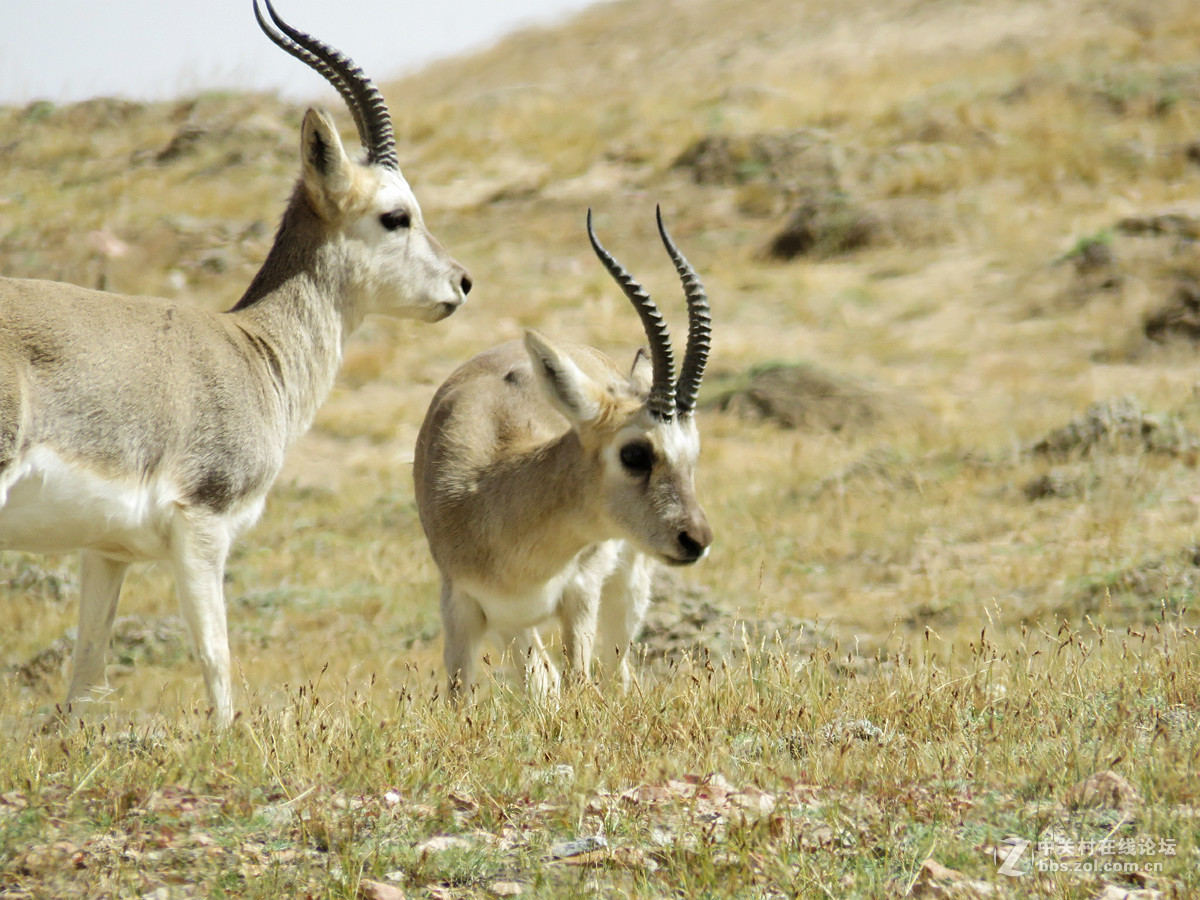 去年在阿尔金山拍摄到的一组普氏原羚的图片。与大家分享一下！！