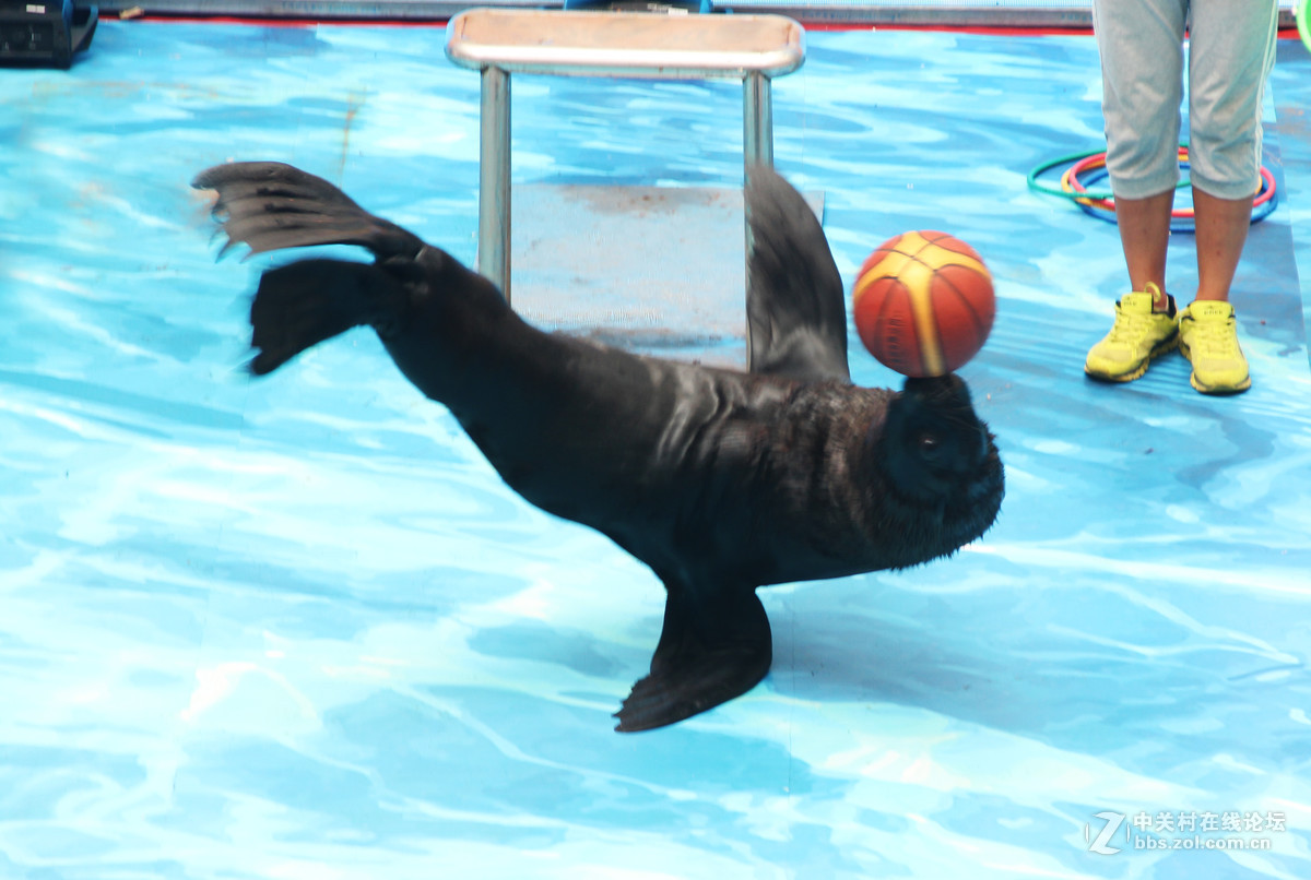 萌萌海狮一指禅顶篮球
