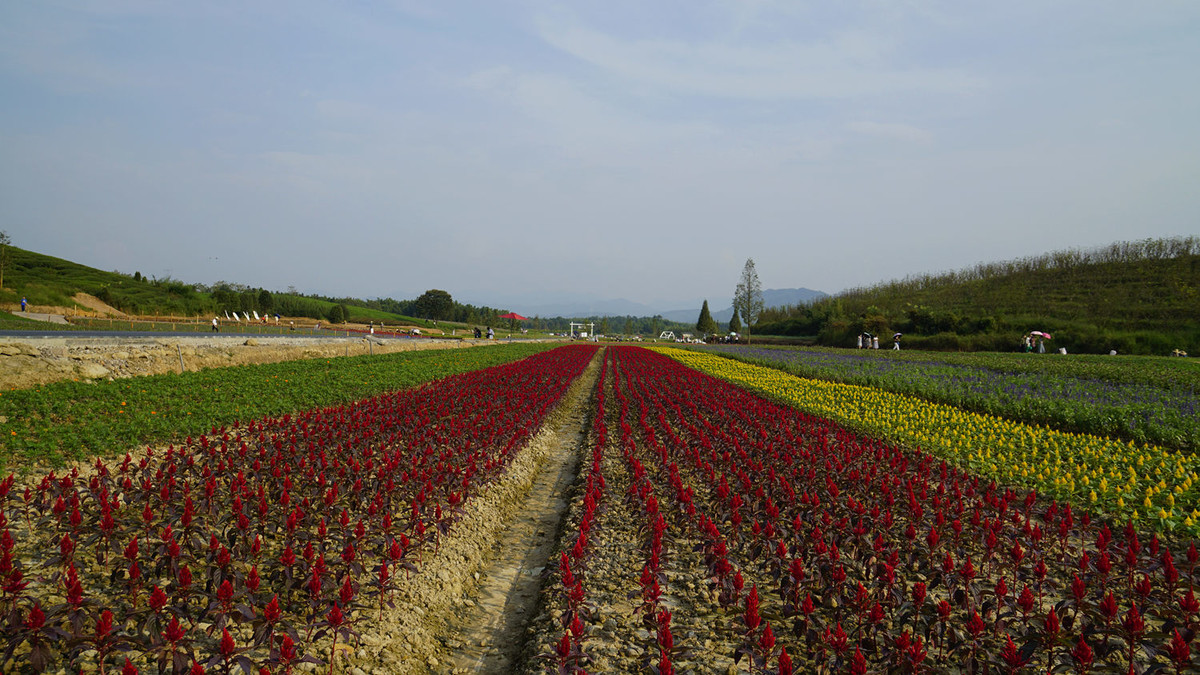 走进浙江武义“花田小镇”花海（3）