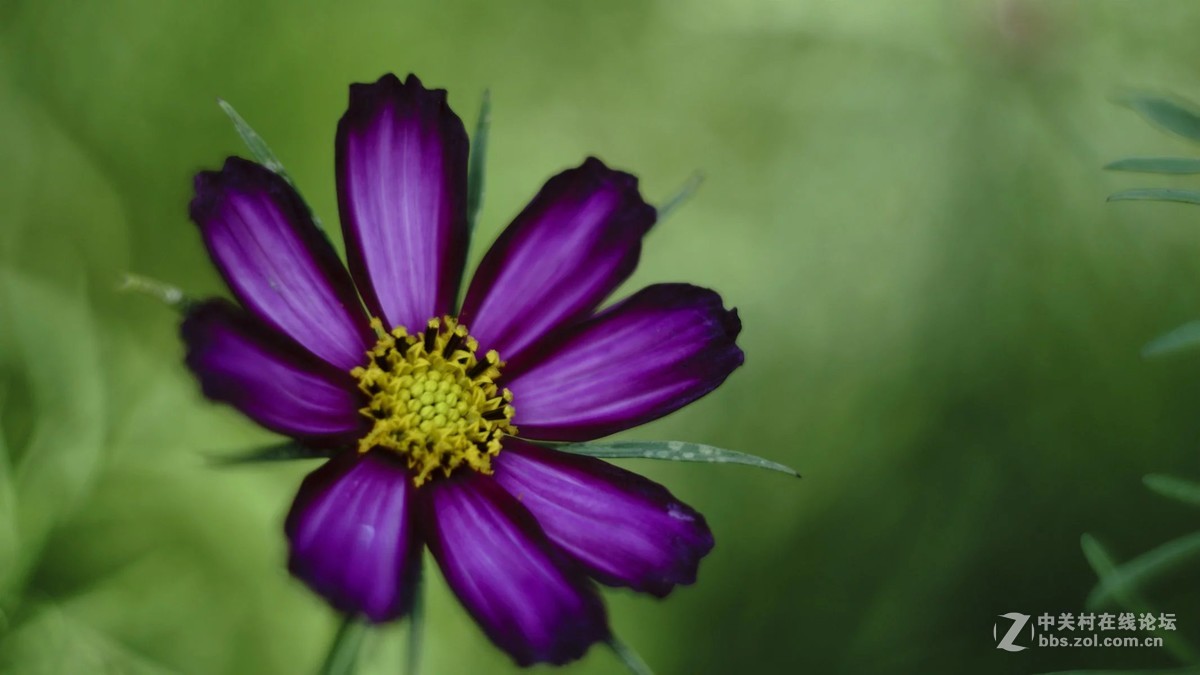 再传花与微距一组