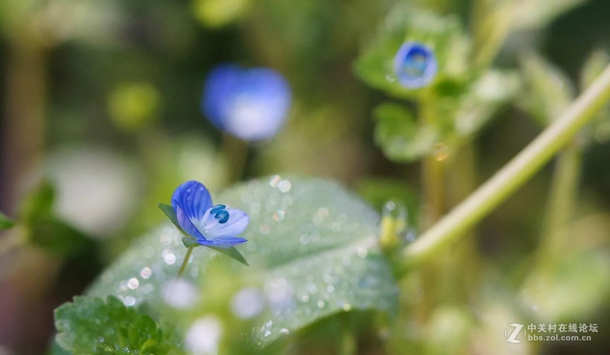 再传花与微距一组