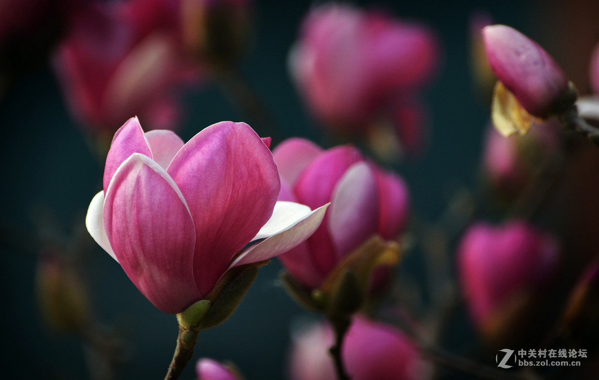 红玉兰花    1