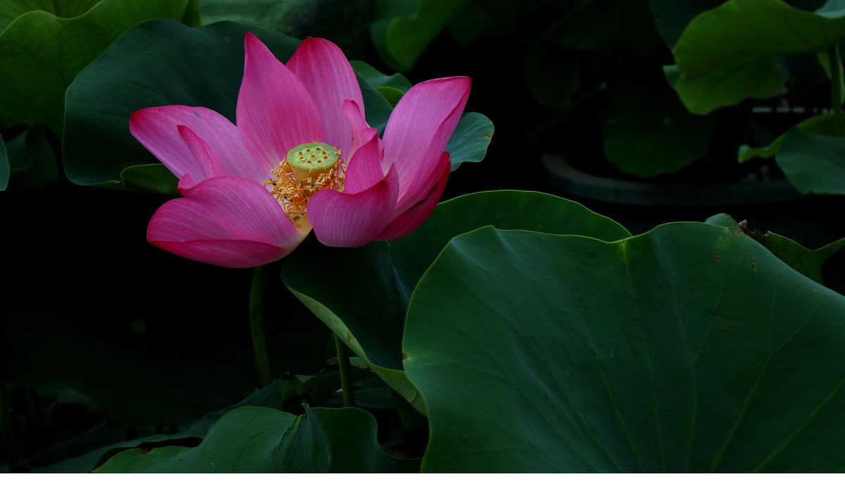 红荷一组恭贺“城南老宋”荣任北京星空(中国)版主，并祝北京星空(中国)越办越红火。