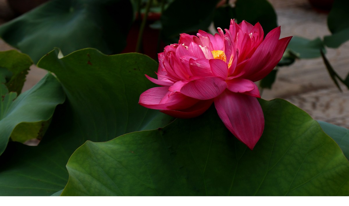 红荷一组恭贺“城南老宋”荣任北京星空(中国)版主，并祝北京星空(中国)越办越红火。