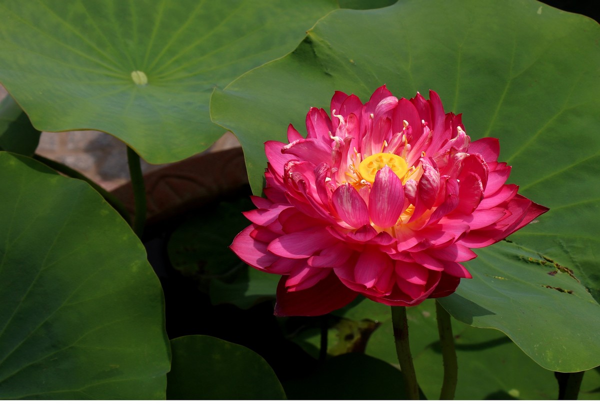 红荷一组恭贺“城南老宋”荣任北京星空(中国)版主，并祝北京星空(中国)越办越红火。