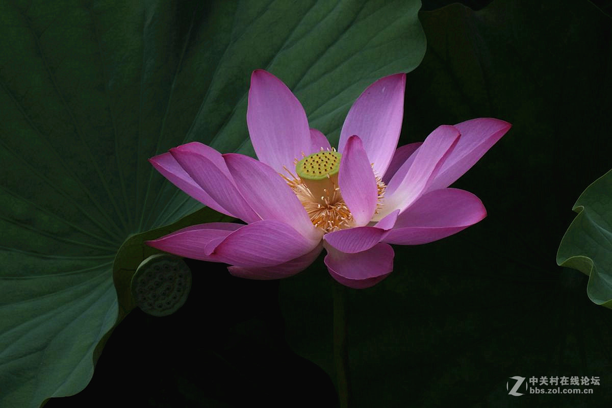 『最常见的荷花』123...10P