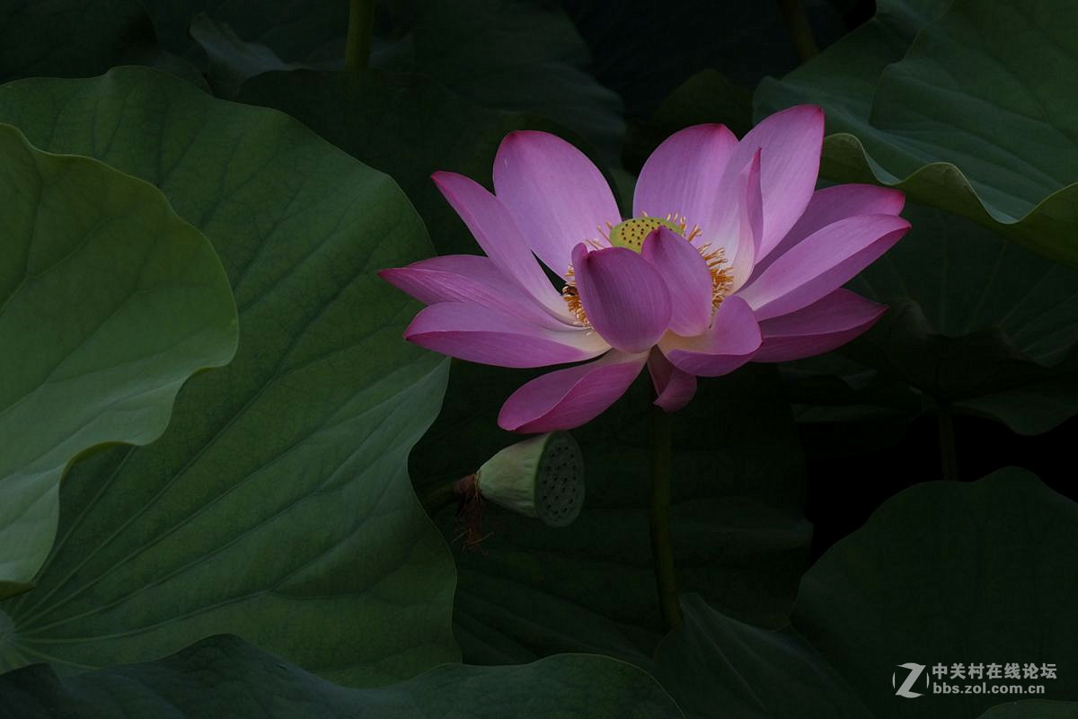 『最常见的荷花』123...10P