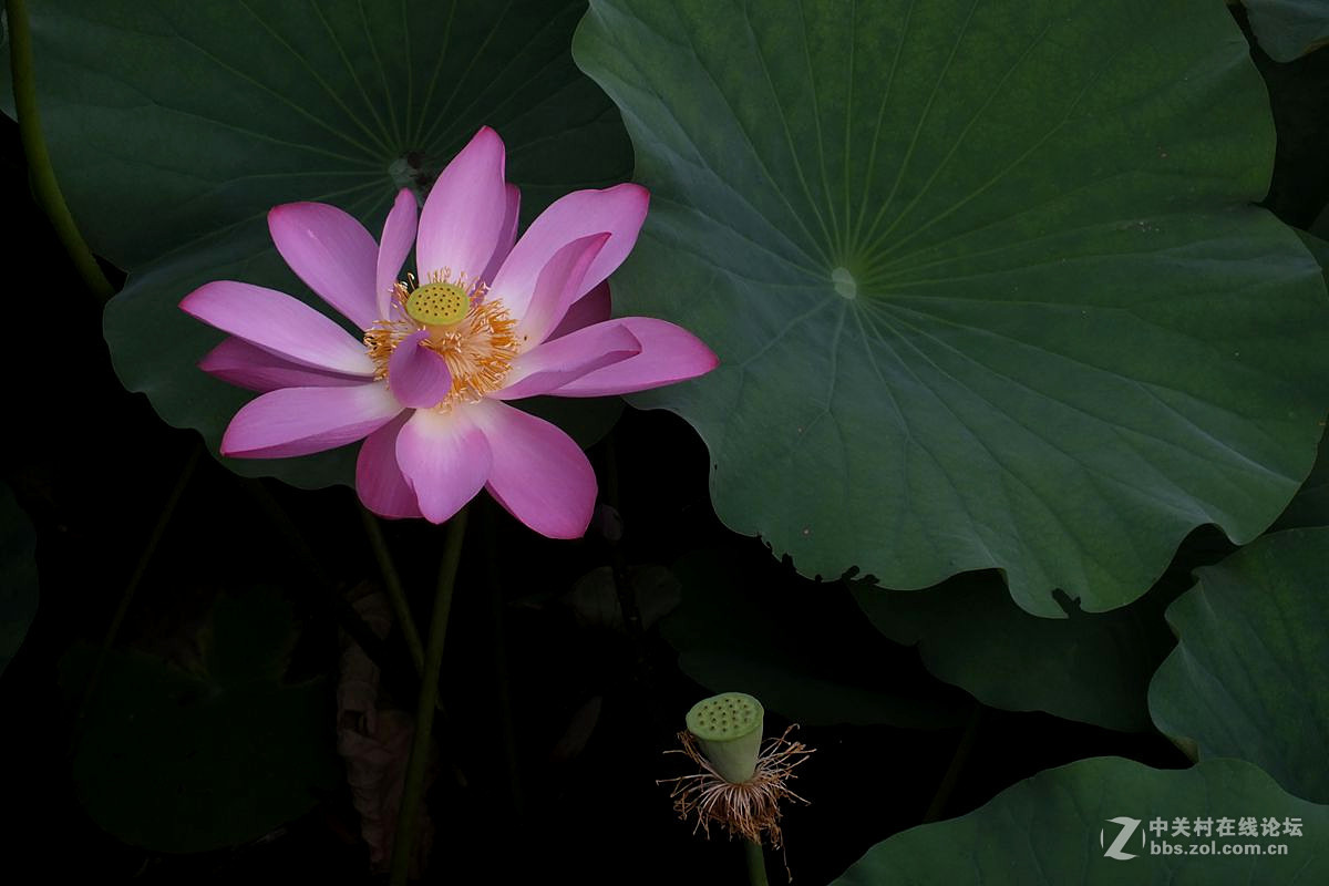 『最常见的荷花』123...10P