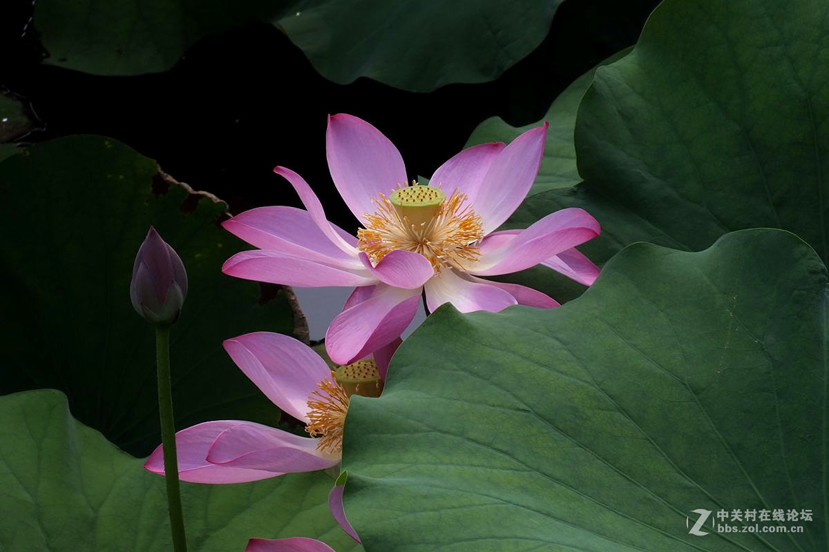 『最常见的荷花』123...10P