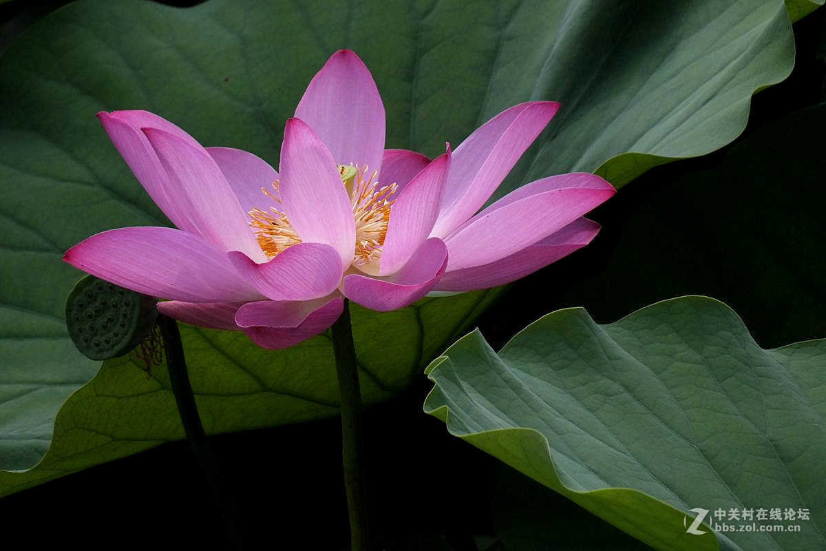 『最常见的荷花』123...10P