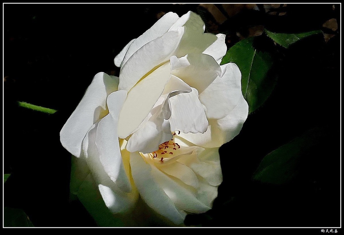 【月季花续】——卡片机