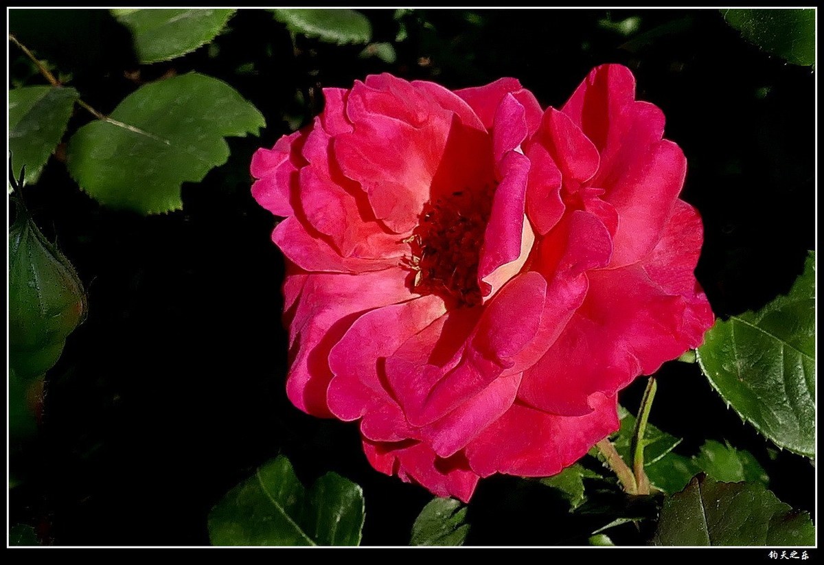 【月季花续】——卡片机