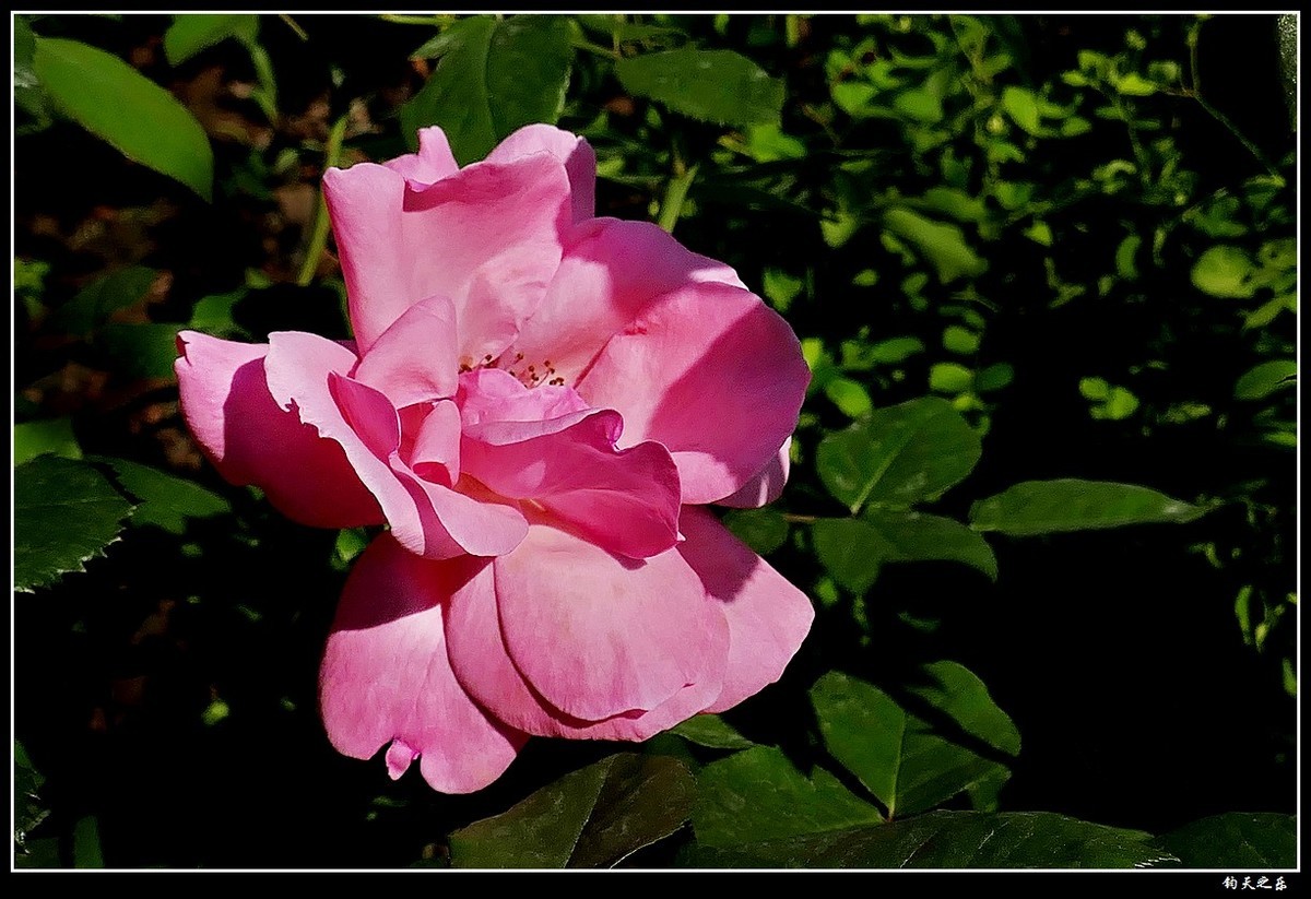 【月季花续】——卡片机