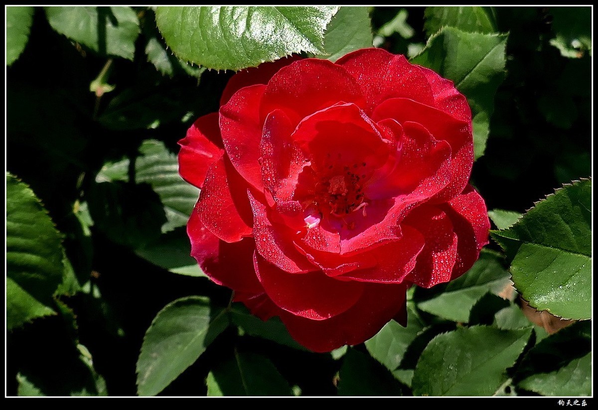 【月季花续】——卡片机