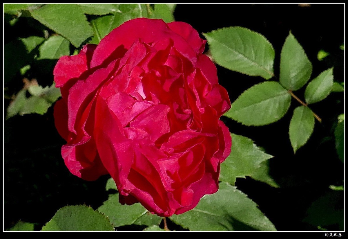 【月季花续】——卡片机