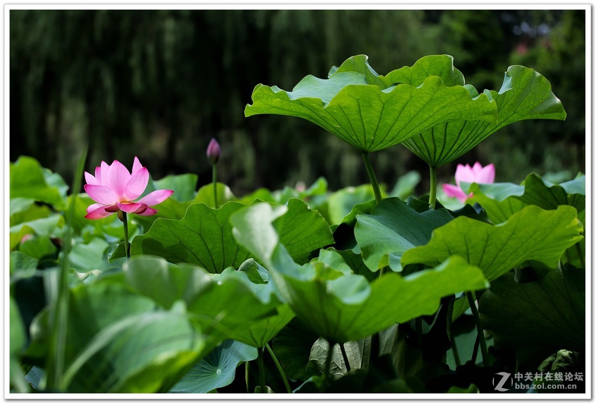 2018荷花ー组