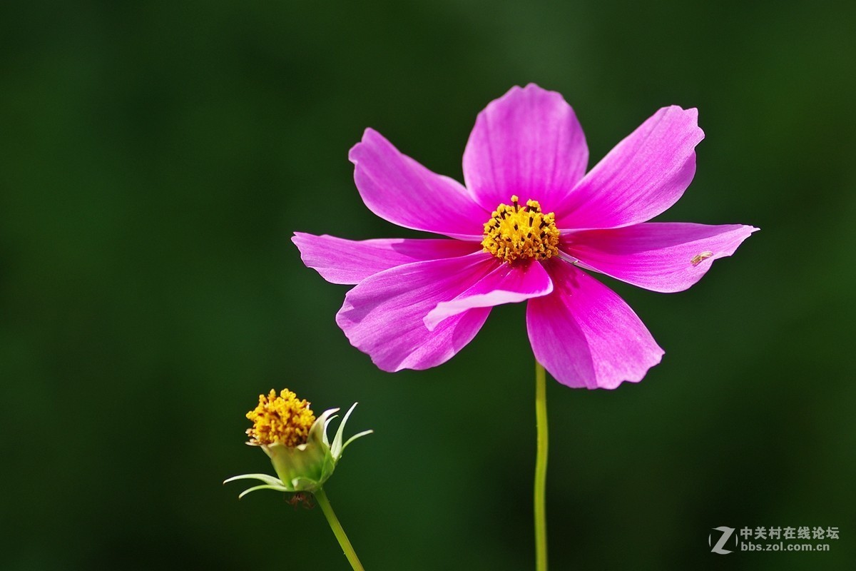 格桑花与波斯菊区别图(格桑花和波斯菊是一样的吗)