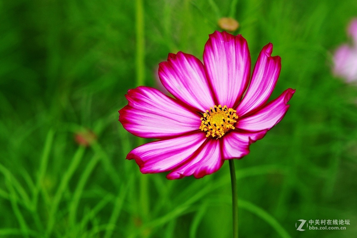 格桑花波斯菊