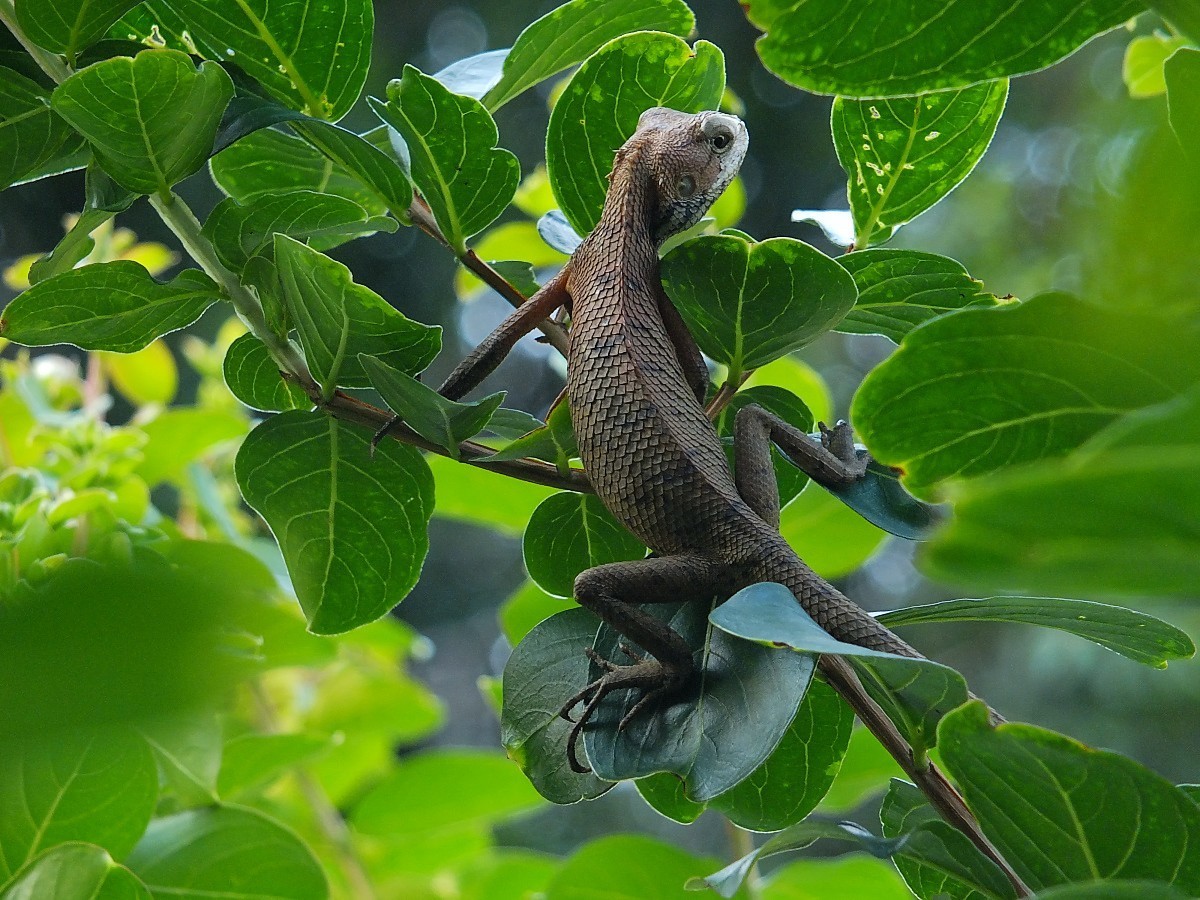 变色龙-中关村在线摄影论坛