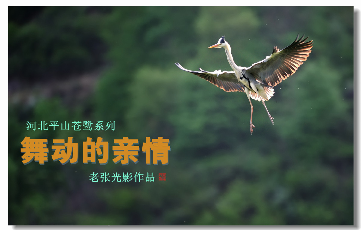【老张光影】平山苍鹭系列第一季——舞动的亲情
