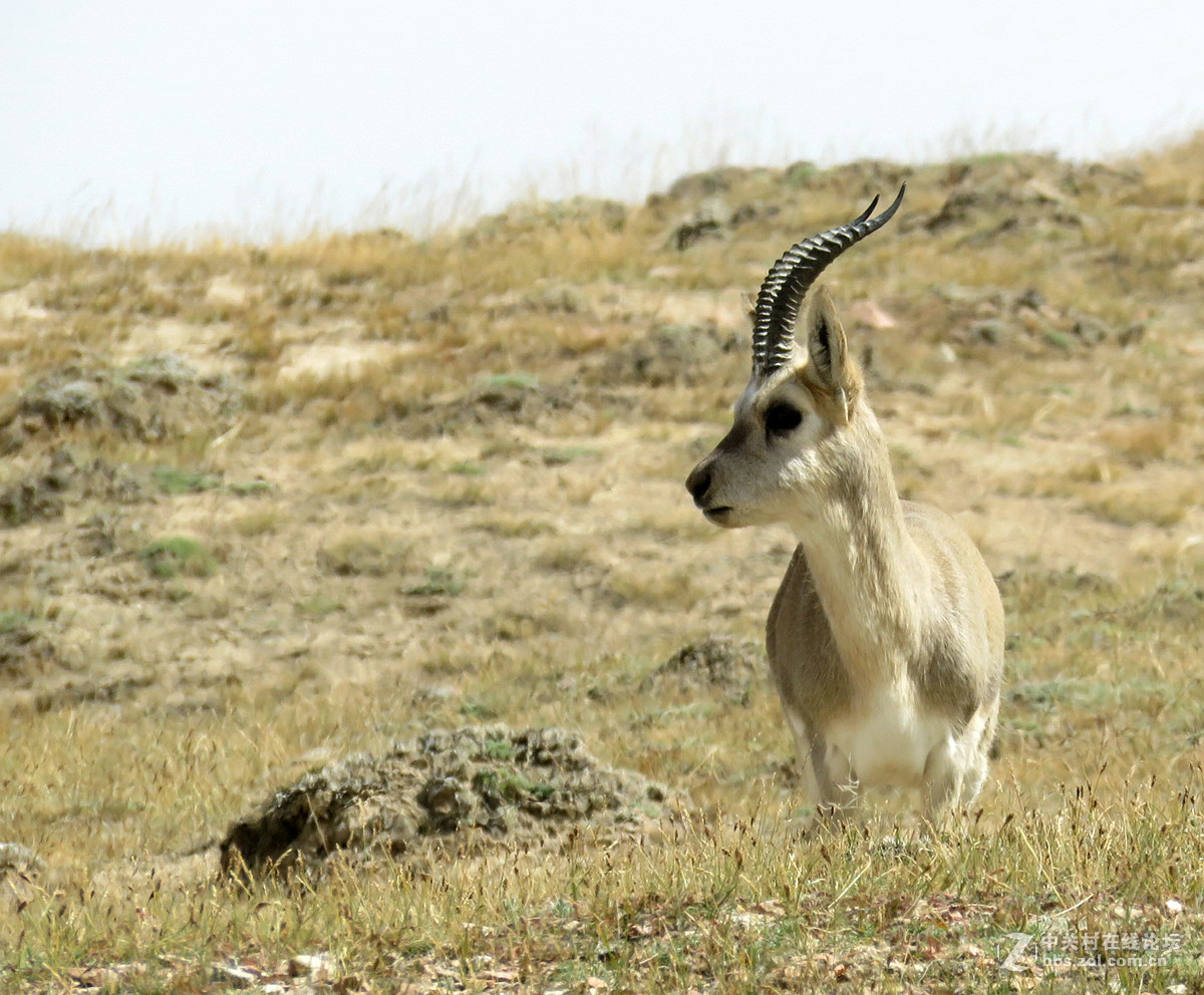 去年在阿尔金山拍摄到的一组普氏原羚的图片。与大家分享一下！！