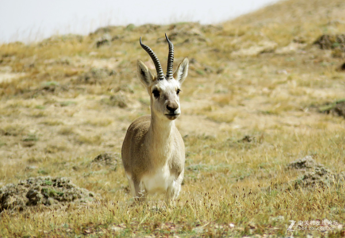 去年在阿尔金山拍摄到的一组普氏原羚的图片。与大家分享一下！！