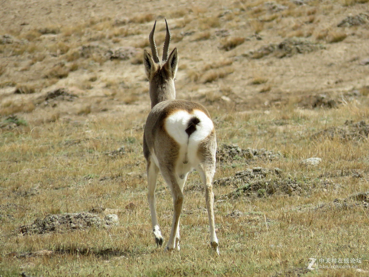 去年在阿尔金山拍摄到的一组普氏原羚的图片。与大家分享一下！！