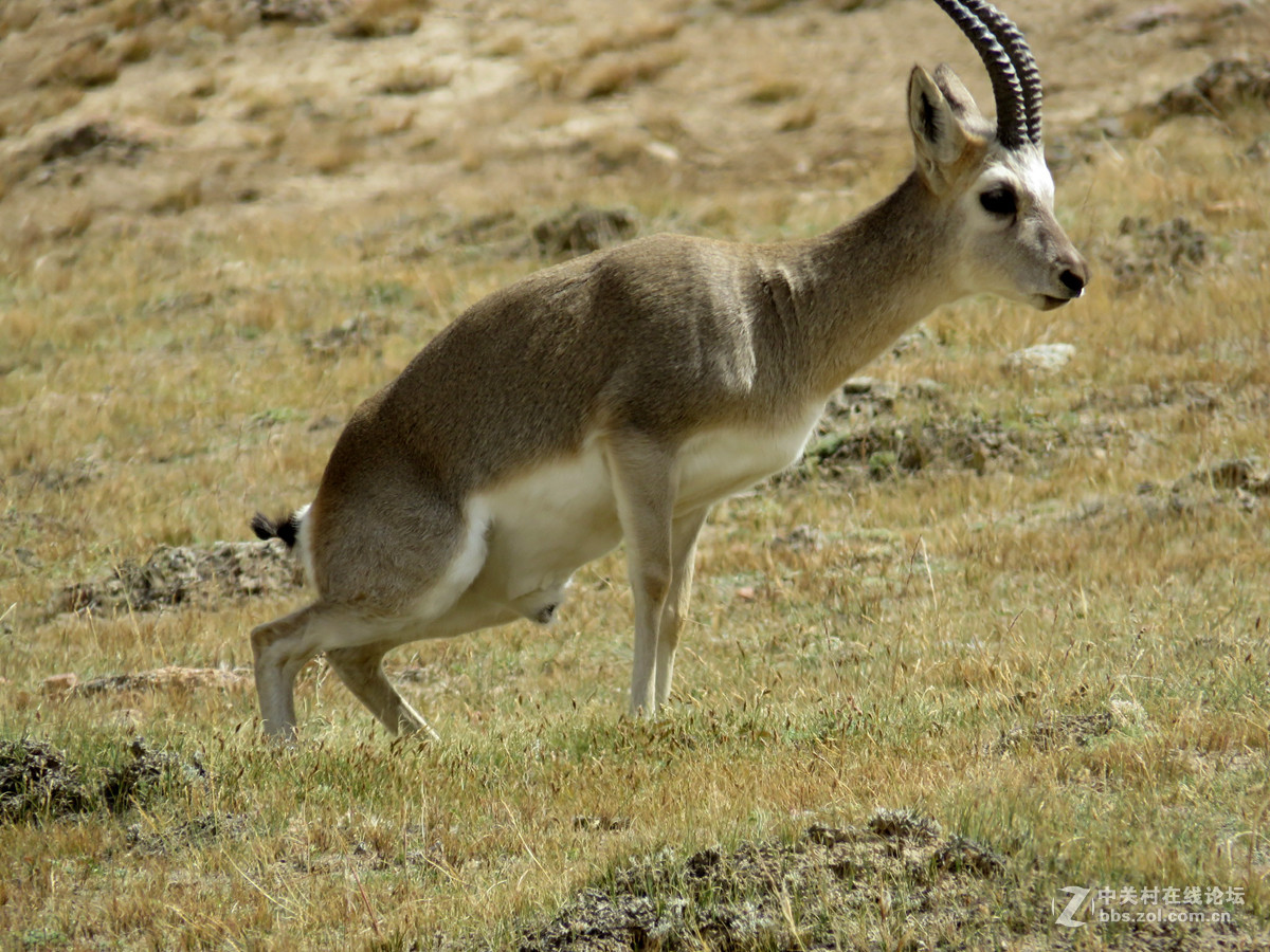 去年在阿尔金山拍摄到的一组普氏原羚的图片。与大家分享一下！！