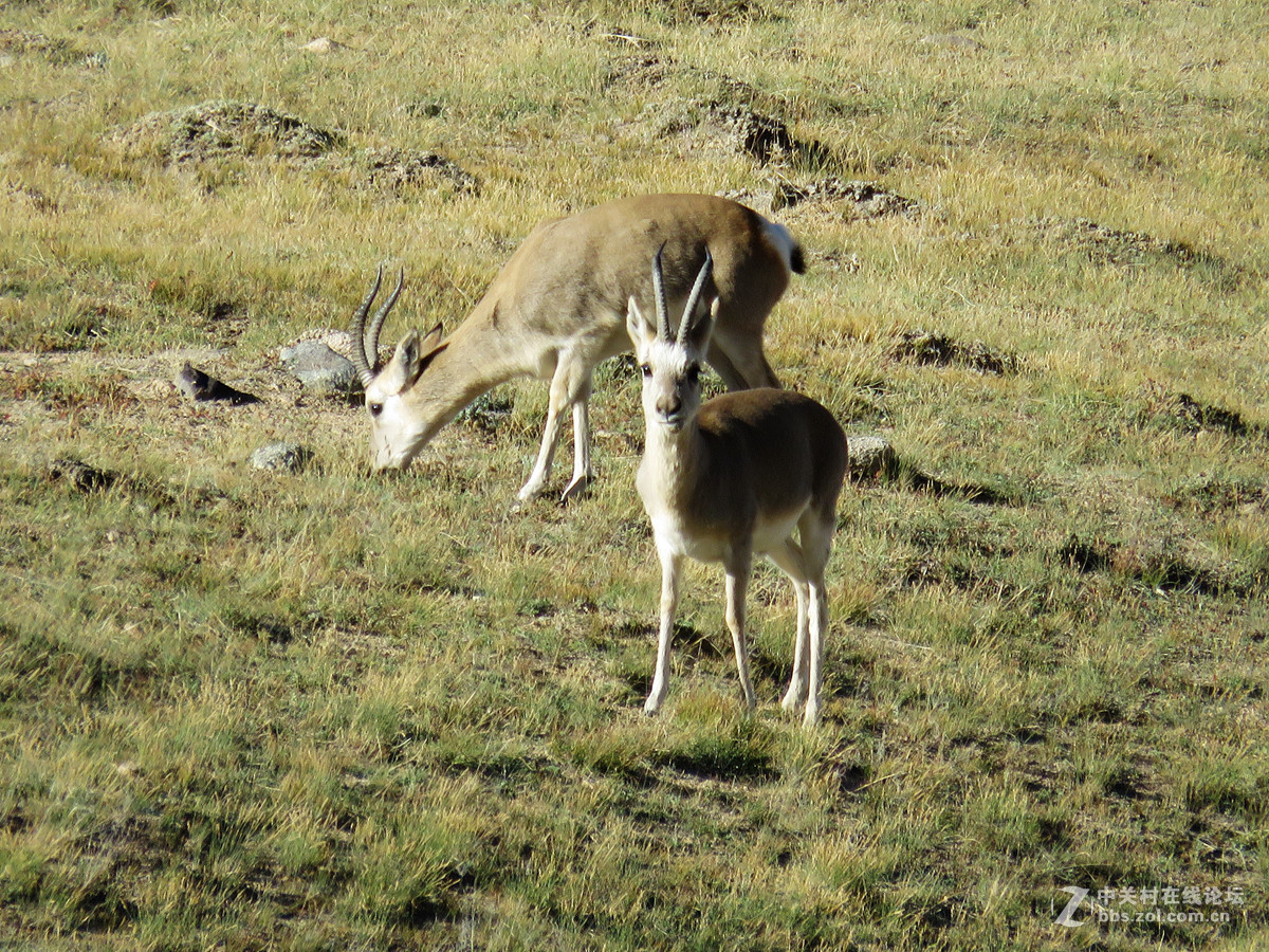 去年在阿尔金山拍摄到的一组普氏原羚的图片。与大家分享一下！！