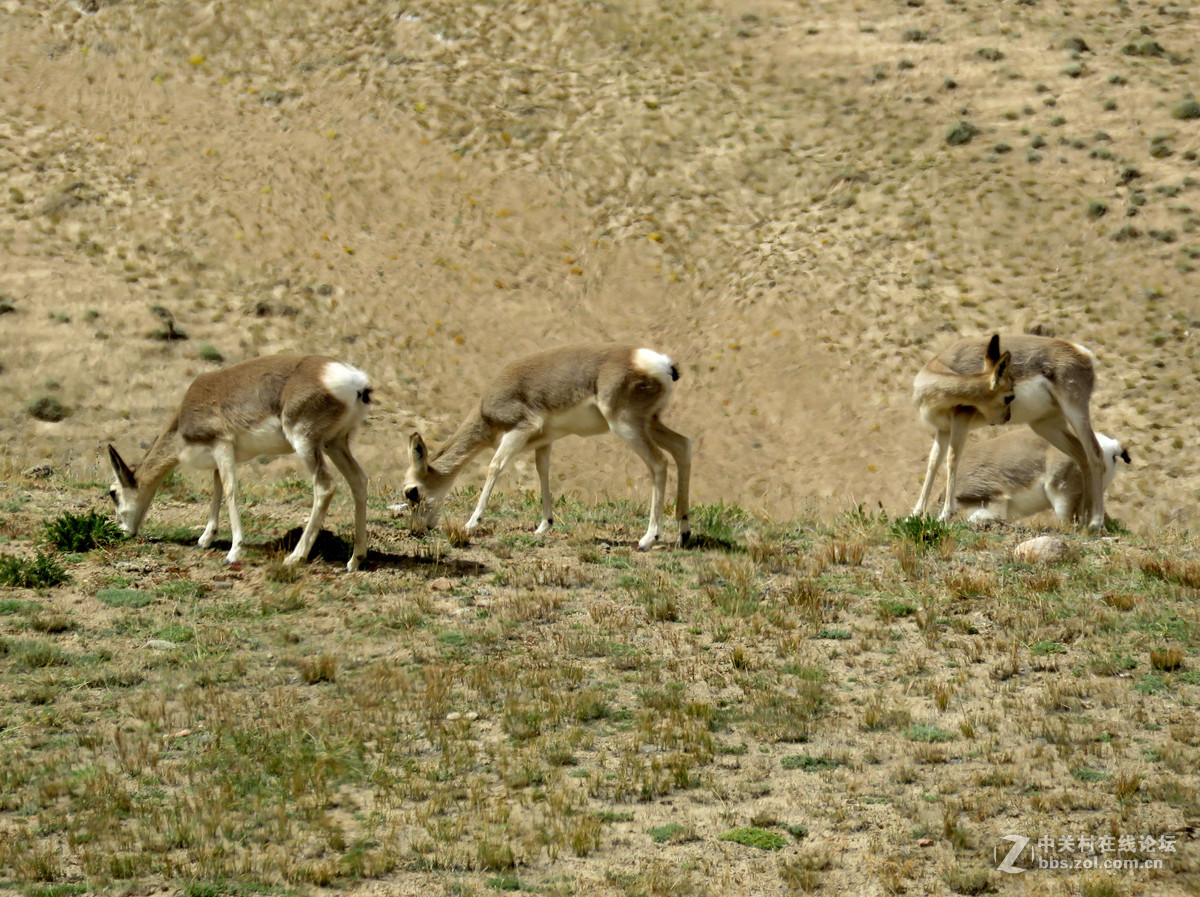 去年在阿尔金山拍摄到的一组普氏原羚的图片。与大家分享一下！！