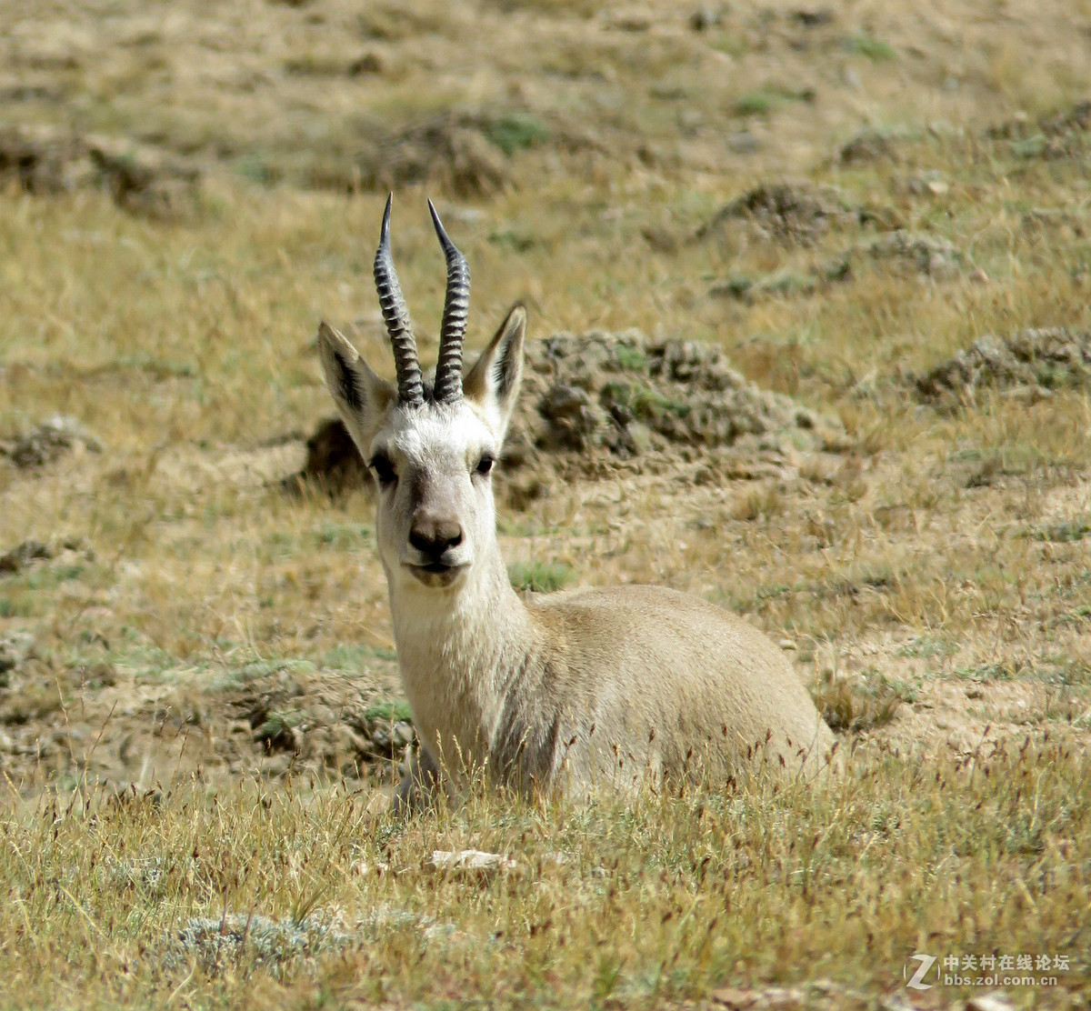去年在阿尔金山拍摄到的一组普氏原羚的图片。与大家分享一下！！