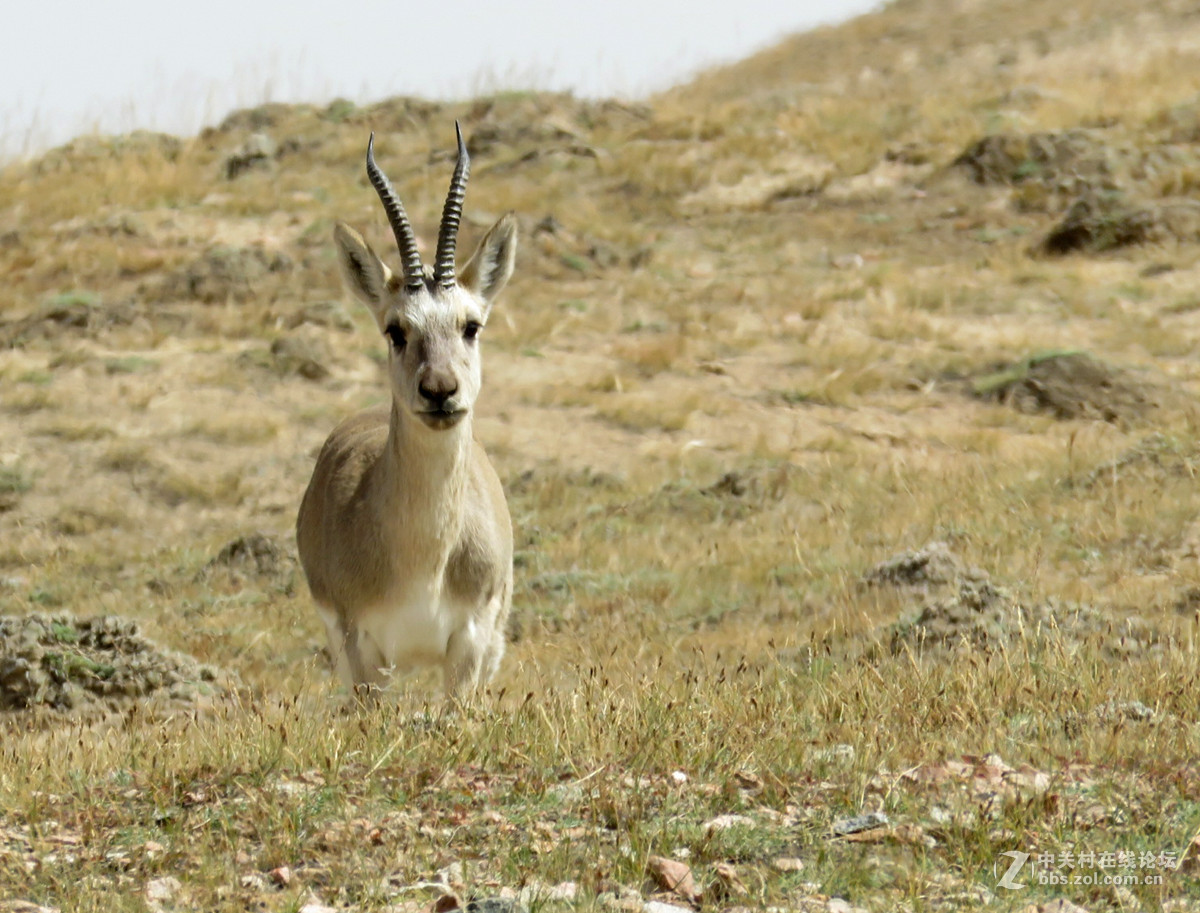 去年在阿尔金山拍摄到的一组普氏原羚的图片。与大家分享一下！！