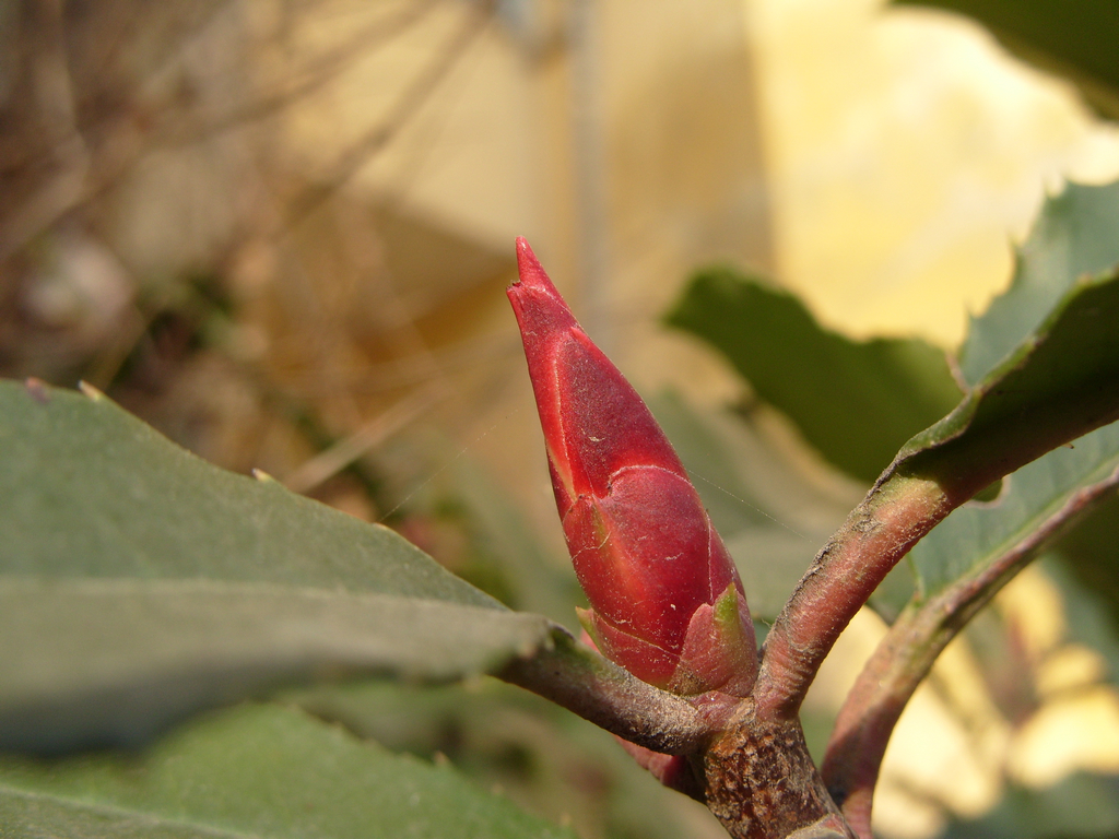 星空体育平台S1050(星空体育平台版C875)试机片一组