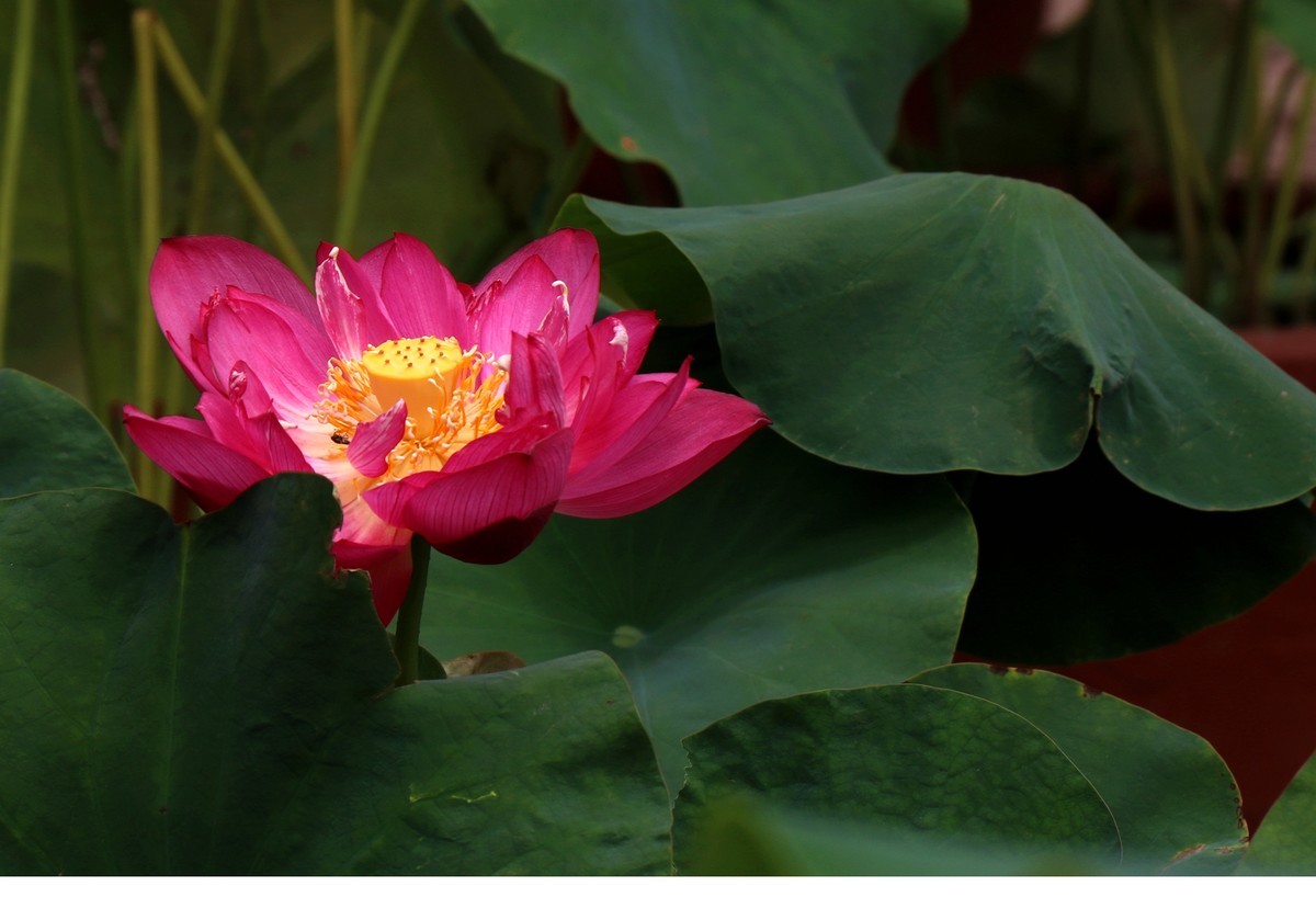 红荷一组恭贺“城南老宋”荣任北京星空(中国)版主，并祝北京星空(中国)越办越红火。