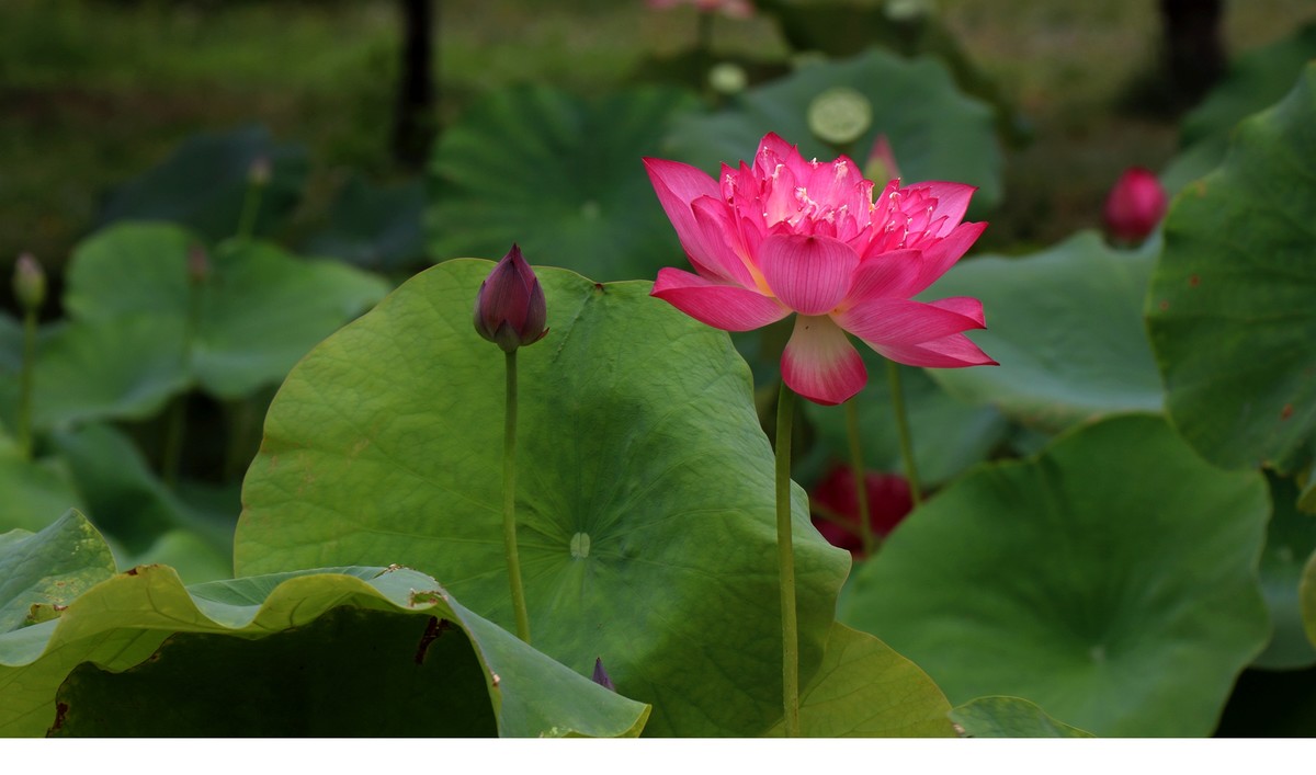 红荷一组恭贺“城南老宋”荣任北京星空(中国)版主，并祝北京星空(中国)越办越红火。